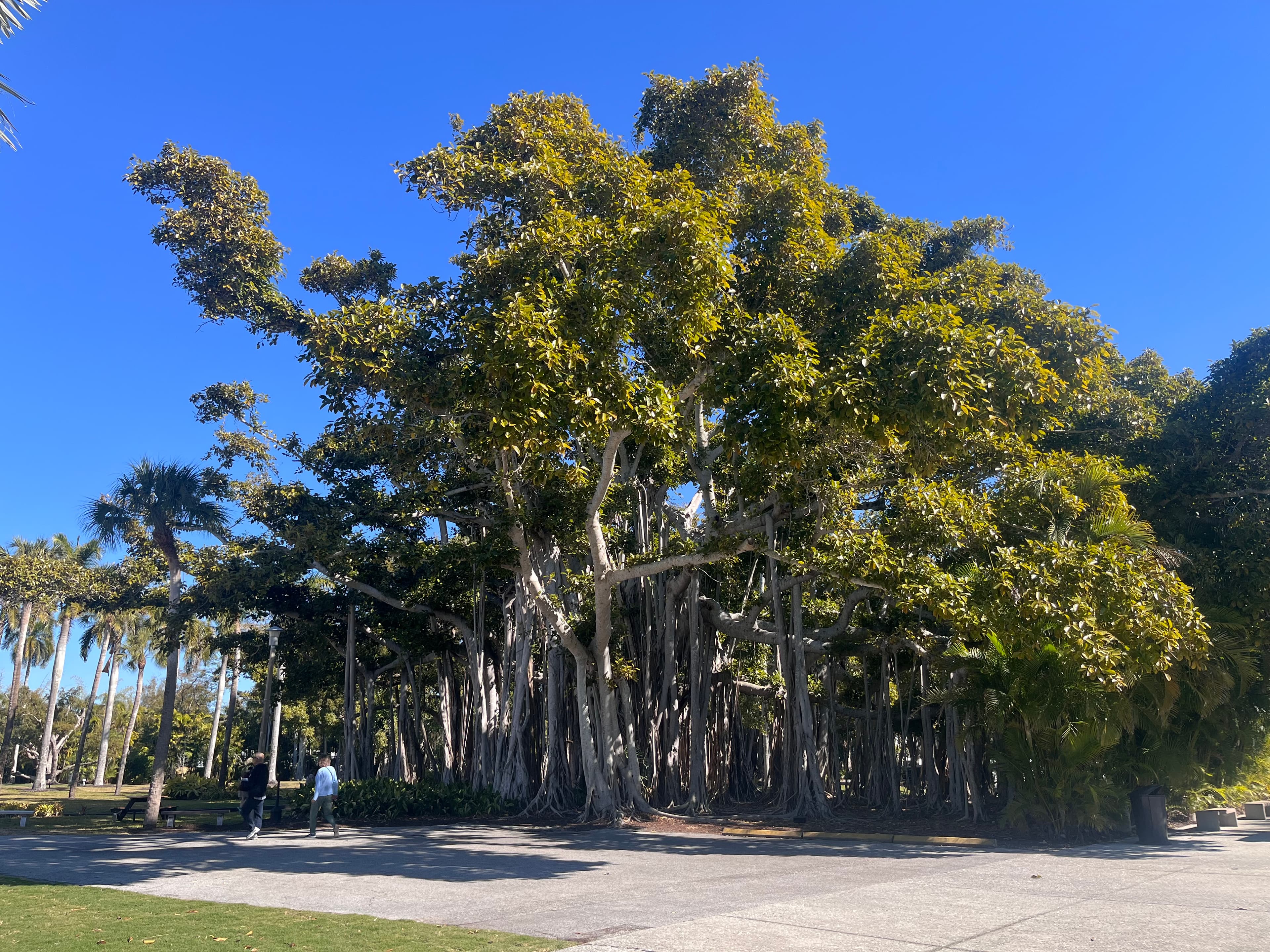 banyan tree
